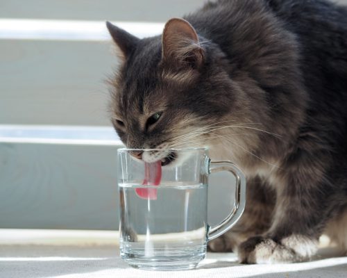 Dürfen Katzen Milch Trinken Was Dürfen Katzen Trinken