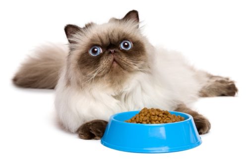 10 Wege Das Katzen Wieder Fressen Hilfe Bei Futterverweigerung
