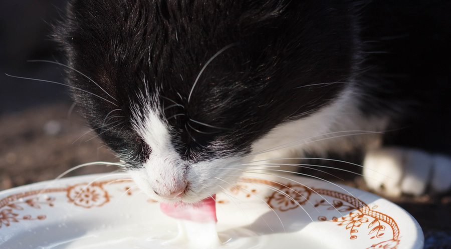 Carolas aktuelle Shopping Tipps: Ist Katzenmilch für Katzen schädlich? - Bigstock 160278671