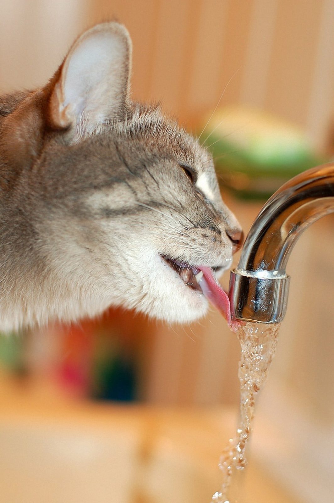 Trinkbrunnen für Katzen - Wasserspender & Wasserautomat