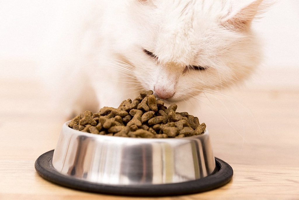 Getreidefreies katzenfutter Gesunde Katzennahrung ohne Getreide