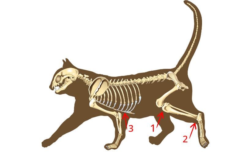 übergewicht Bei Katzen Wann Katze Abnehmen Sollte