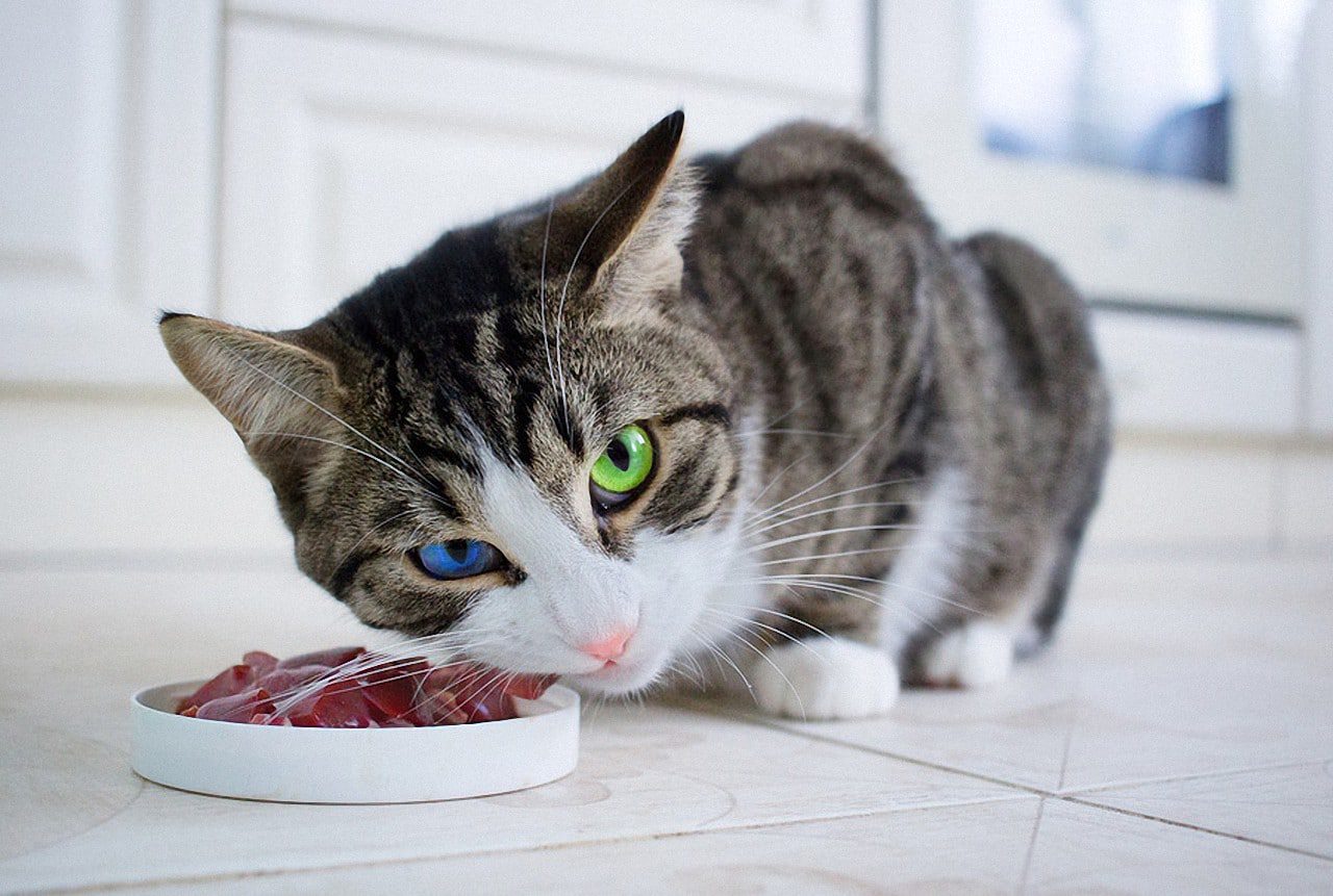 Сырая печень коту. Питание кошек. Кошка кушает. Еда для кошек.