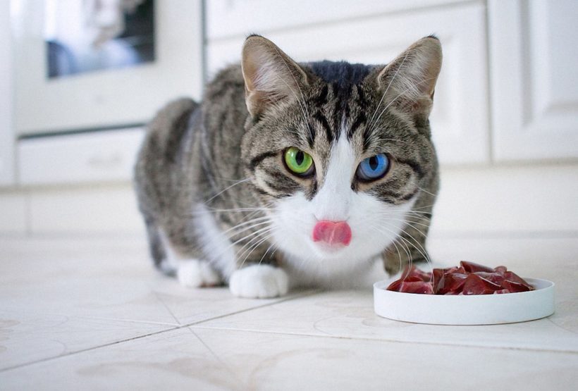 Magenschonkost Für Katzen