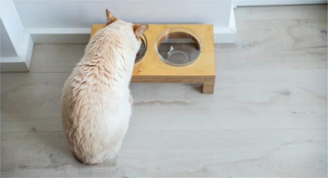 Esstisch für Katzen - Schöne Futterstationen für die Katze