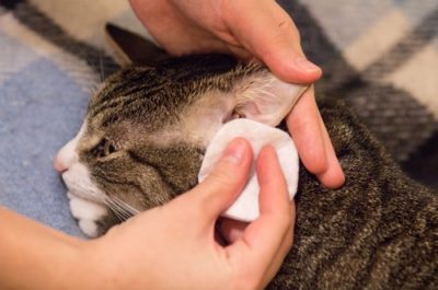 Blutzuckermessung bei der Katze Blutzuckermessung bei der Katze